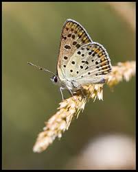 Attēlu rezultāti vaicājumam “Lycaena tityrus underside”