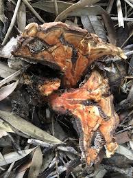 Attēlu rezultāti vaicājumam “Hydnellum aurantiacum”