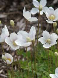 Attēlu rezultāti vaicājumam “Anemone sylvestris”