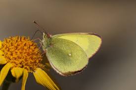 Attēlu rezultāti vaicājumam “Colias palaeno female”