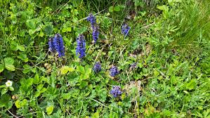 Attēlu rezultāti vaicājumam “Ajuga reptans bud”