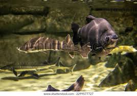 Image result for Acipenser oxyrinchus oxyrinchus