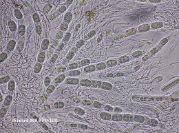Attēlu rezultāti vaicājumam “Acrocordia gemmata”