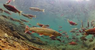 Image result for Salvelinus confluentus