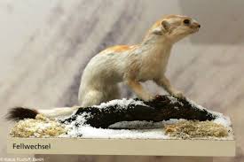 Attēlu rezultāti vaicājumam “Mustela erminea”