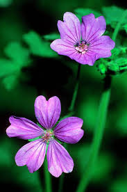 Attēlu rezultāti vaicājumam “Geranium pyrenaicum”