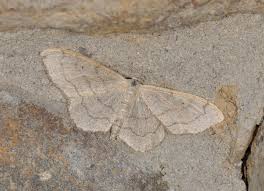 Attēlu rezultāti vaicājumam “Idaea aversata”