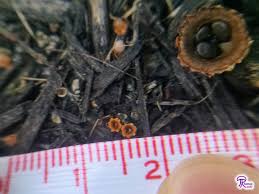 Attēlu rezultāti vaicājumam “Sphaerobolus stellatus”