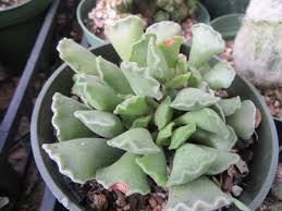 Attēlu rezultāti vaicājumam “Crassulaceae”