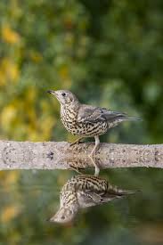 Attēlu rezultāti vaicājumam “Turdus viscivorus juvenile”