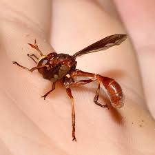 Attēlu rezultāti vaicājumam “Conopidae”