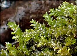 Attēlu rezultāti vaicājumam “Platyhypnidium riparioides”