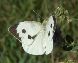 Attēlu rezultāti vaicājumam “Pieris brassicae female”