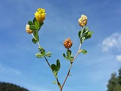 Attēlu rezultāti vaicājumam “Trifolium aureum”