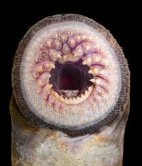 Image result for Petromyzon marinus