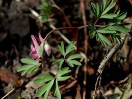 Attēlu rezultāti vaicājumam “Corydalis intermedia flower”