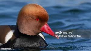 Image result for Netta rufina