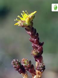 Attēlu rezultāti vaicājumam “Sedum acre leaf”