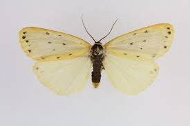 Attēlu rezultāti vaicājumam “Setina irrorella”