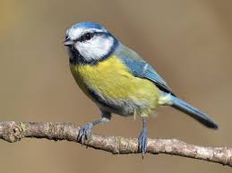 Image result for Cyanistes caeruleus