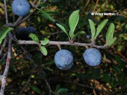 Attēlu rezultāti vaicājumam “Prunus spinosa fruit”