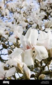 Attēlu rezultāti vaicājumam “Magnolia cylindrica”