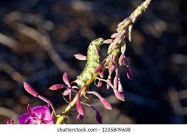 Attēlu rezultāti vaicājumam “Hyles gallii larva”