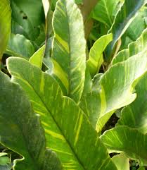 Attēlu rezultāti vaicājumam “Cribraria languescens”