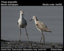 Attēlu rezultāti vaicājumam “Tringa stagnatilis adult”