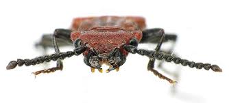 Attēlu rezultāti vaicājumam “Cucujus cinnaberinus”