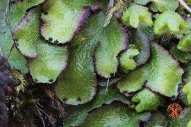 Attēlu rezultāti vaicājumam “Reboulia hemisphaerica”