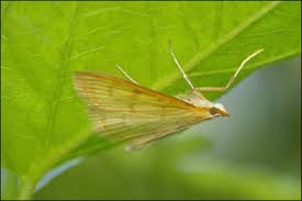 Attēlu rezultāti vaicājumam “Paratalanta hyalinalis”