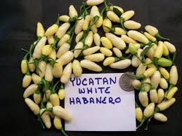 Afbeeldingsresultaat voor white habanero hot pepper