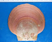 Image result for Placopecten magellanicus