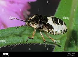 Attēlu rezultāti vaicājumam “Troilus luridus”