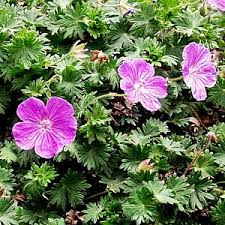Attēlu rezultāti vaicājumam “Geranium sanguineum”