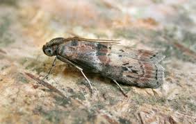 Attēlu rezultāti vaicājumam “Phycita roborella”