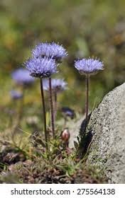 Attēlu rezultāti vaicājumam “Jasione montana”
