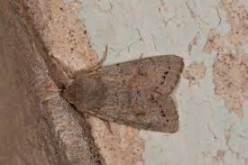 Attēlu rezultāti vaicājumam “Orthosia populeti”