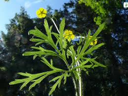 Attēlu rezultāti vaicājumam “Ranunculus polyanthemos”