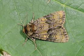 Attēlu rezultāti vaicājumam “Craniophora ligustri”