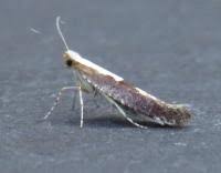 Attēlu rezultāti vaicājumam “Argyresthia semifusca”