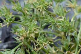 Attēlu rezultāti vaicājumam “Scleranthus annuus”