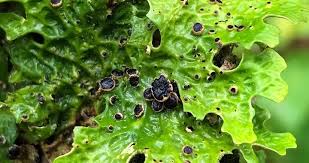 Attēlu rezultāti vaicājumam “Plectocarpon lichenum”