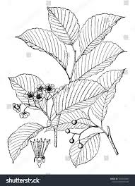 Attēlu rezultāti vaicājumam “Sorbus alnifolia fruit”