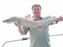 Image result for Bristol Channel Sea Fishing