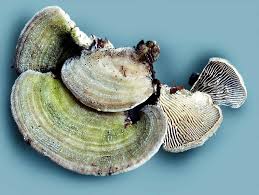 Attēlu rezultāti vaicājumam “Lenzites betulina”