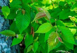 Attēlu rezultāti vaicājumam “Carpinus caroliniana male flower”