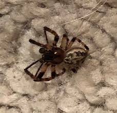 Attēlu rezultāti vaicājumam “Larinioides cornutus male”