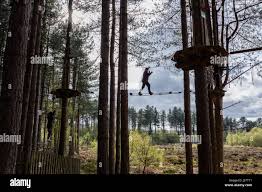 Image result for The Go Ape Experience (Delamere Forest)